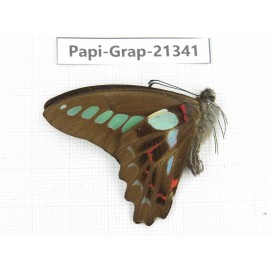 Graphium sarpedon ssp. China, Sichuan, Liangshan, Dechang county. 1M. Papi-Grap-21341.