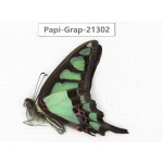 Graphium cloanthus cloanthus. China, Tibet, Linzhi, Motuo county, Beibeng. 1M. Papi-Grap-21302.