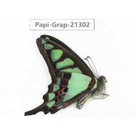 Graphium cloanthus cloanthus. China, Tibet, Linzhi, Motuo county, Beibeng. 1M. Papi-Grap-21302.