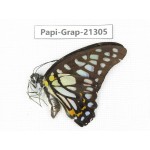 Graphium chironides ssp. China, Tibet, Linzhi, Motuo county, Beibeng. 1M. Papi-Grap-21305.