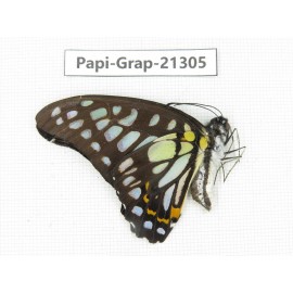 Graphium chironides ssp. China, Tibet, Linzhi, Motuo county, Beibeng. 1M. Papi-Grap-21305.