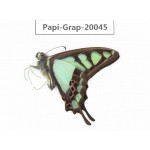 Graphium cloanthus cloanthus. China, Tibet, Motuo county, Beibeng. 1M. Papi-Grap-20045.