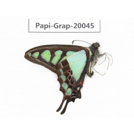 Graphium cloanthus cloanthus. China, Tibet, Motuo county, Beibeng. 1M. Papi-Grap-20045.
