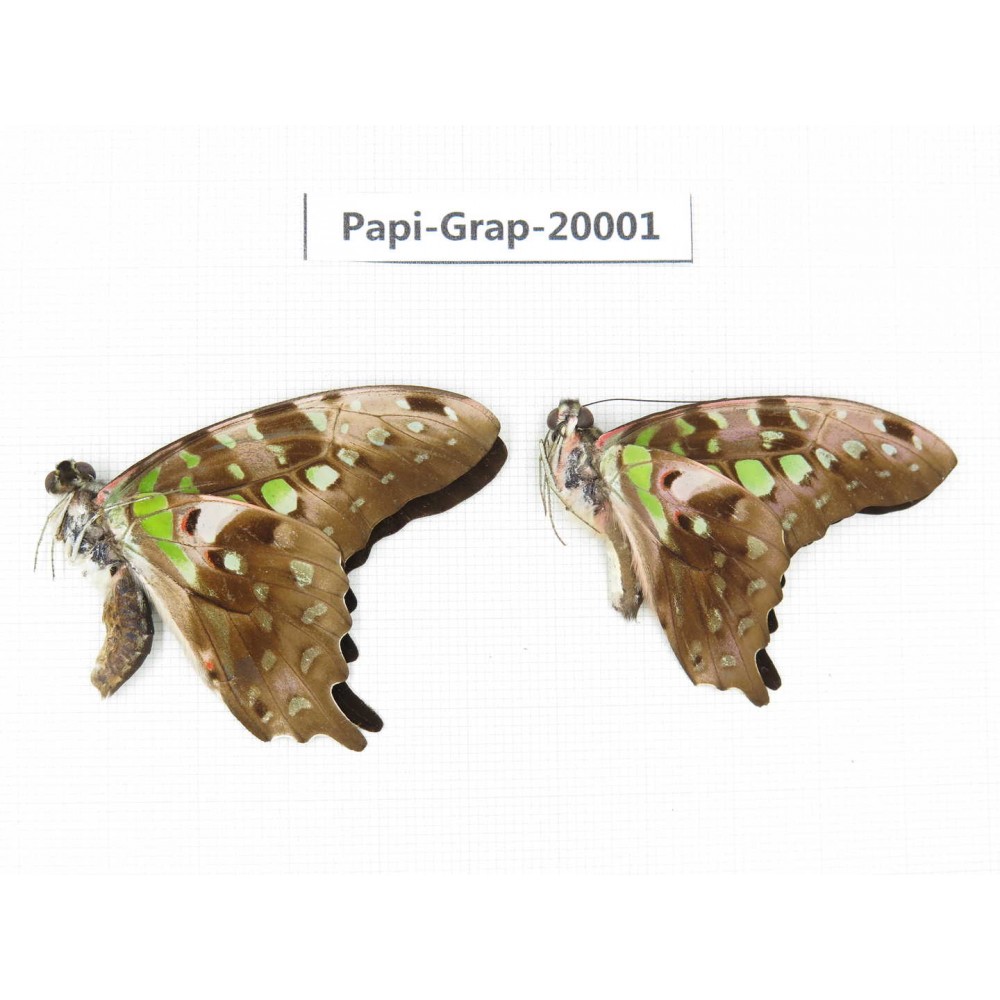 Graphium agamemnon ssp. China, Yunnan, Xishuangbanna, Mengla. 2M. Papi-Grap-20001.