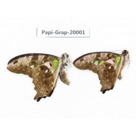 Graphium agamemnon ssp. China, Yunnan, Xishuangbanna, Mengla. 2M. Papi-Grap-20001.