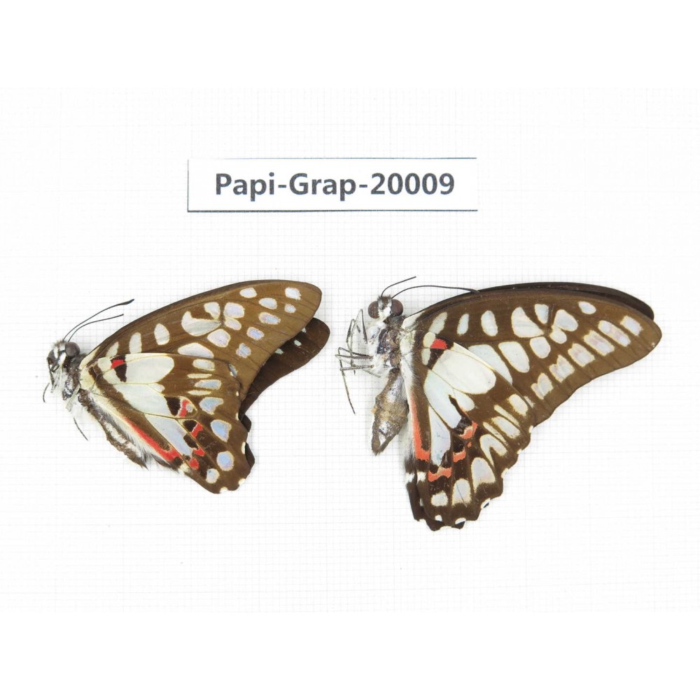 Graphium evemon & Graphium doson axion. China, Yunnan, Xishuangbanna, Mengla. 2M. Papi-Grap-20009.