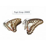 Graphium evemon & Graphium doson axion. China, Yunnan, Xishuangbanna, Mengla. 2M. Papi-Grap-20009.