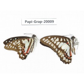 Graphium evemon & Graphium doson axion. China, Yunnan, Xishuangbanna, Mengla. 2M. Papi-Grap-20009.
