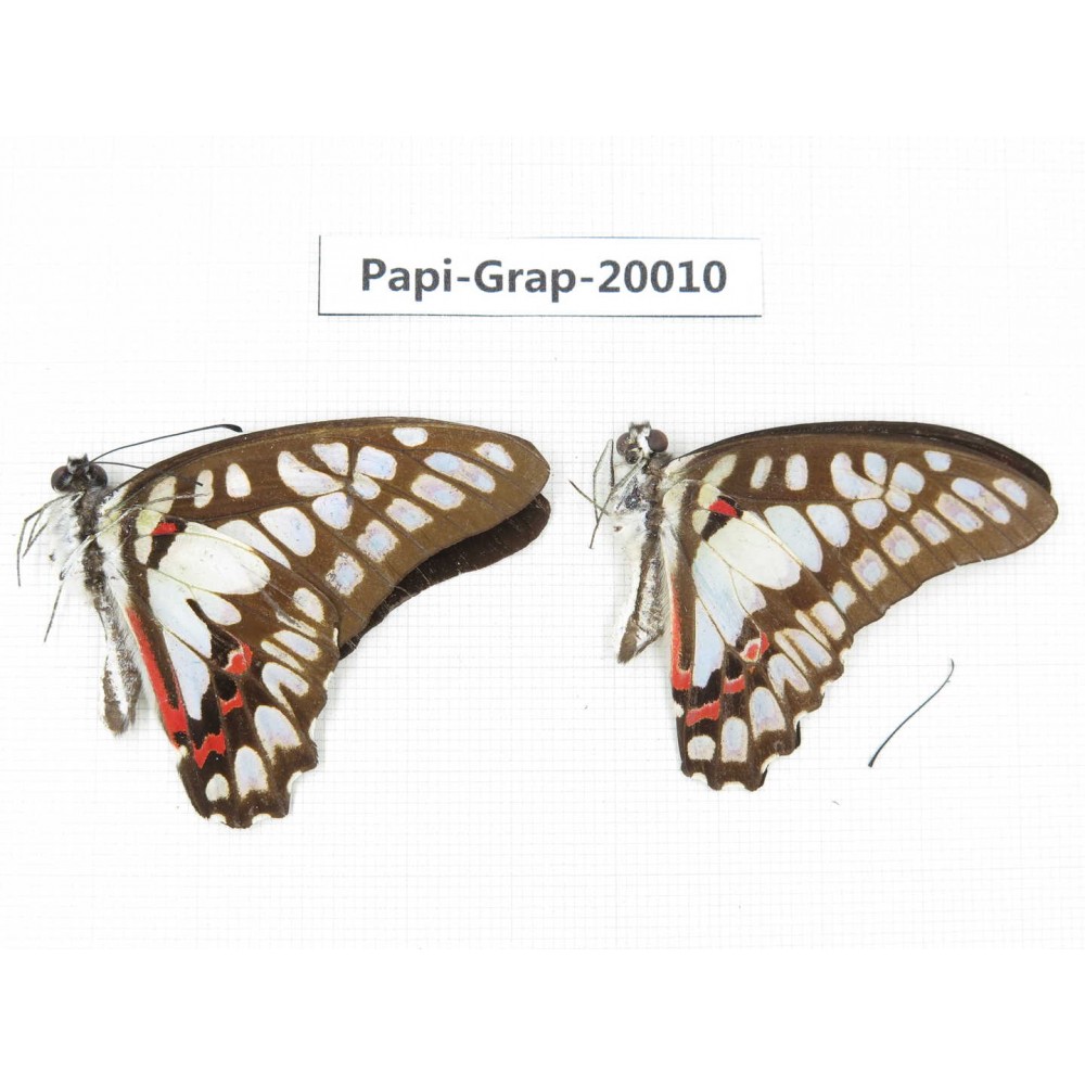 Graphium eurypylus acheron. China, Yunnan, Xishuangbanna, Mengla. 2M. Papi-Grap-20010.