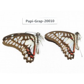 Graphium eurypylus acheron. China, Yunnan, Xishuangbanna, Mengla. 2M. Papi-Grap-20010.