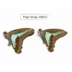 Graphium sarpedon sarpedon. China, Yunnan, Xishuangbanna, Mengla. 2M. Papi-Grap-20022.