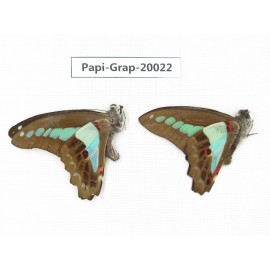 Graphium sarpedon sarpedon. China, Yunnan, Xishuangbanna, Mengla. 2M. Papi-Grap-20022.