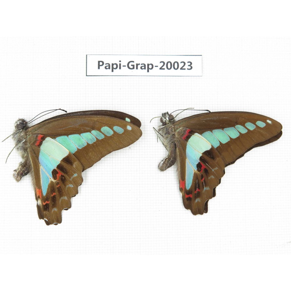 Graphium sarpedon sarpedon. China, Yunnan, Xishuangbanna, Mengla. 2M. Papi-Grap-20023.