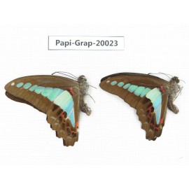 Graphium sarpedon sarpedon. China, Yunnan, Xishuangbanna, Mengla. 2M. Papi-Grap-20023.