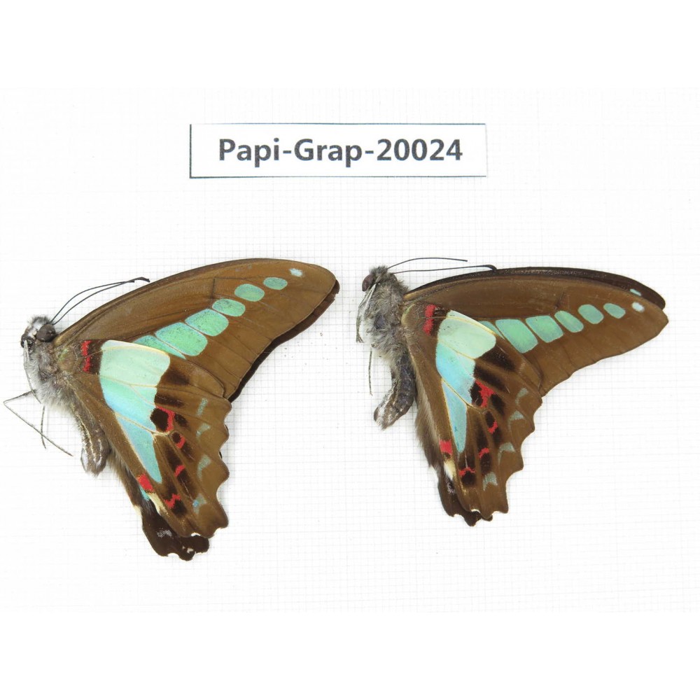 Graphium sarpedon sarpedon. China, Yunnan, Xishuangbanna, Mengla. 2M. Papi-Grap-20024.