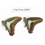 Graphium sarpedon sarpedon. China, Yunnan, Xishuangbanna, Mengla. 2M. Papi-Grap-20024.