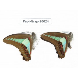 Graphium sarpedon sarpedon. China, Yunnan, Xishuangbanna, Mengla. 2M. Papi-Grap-20024.