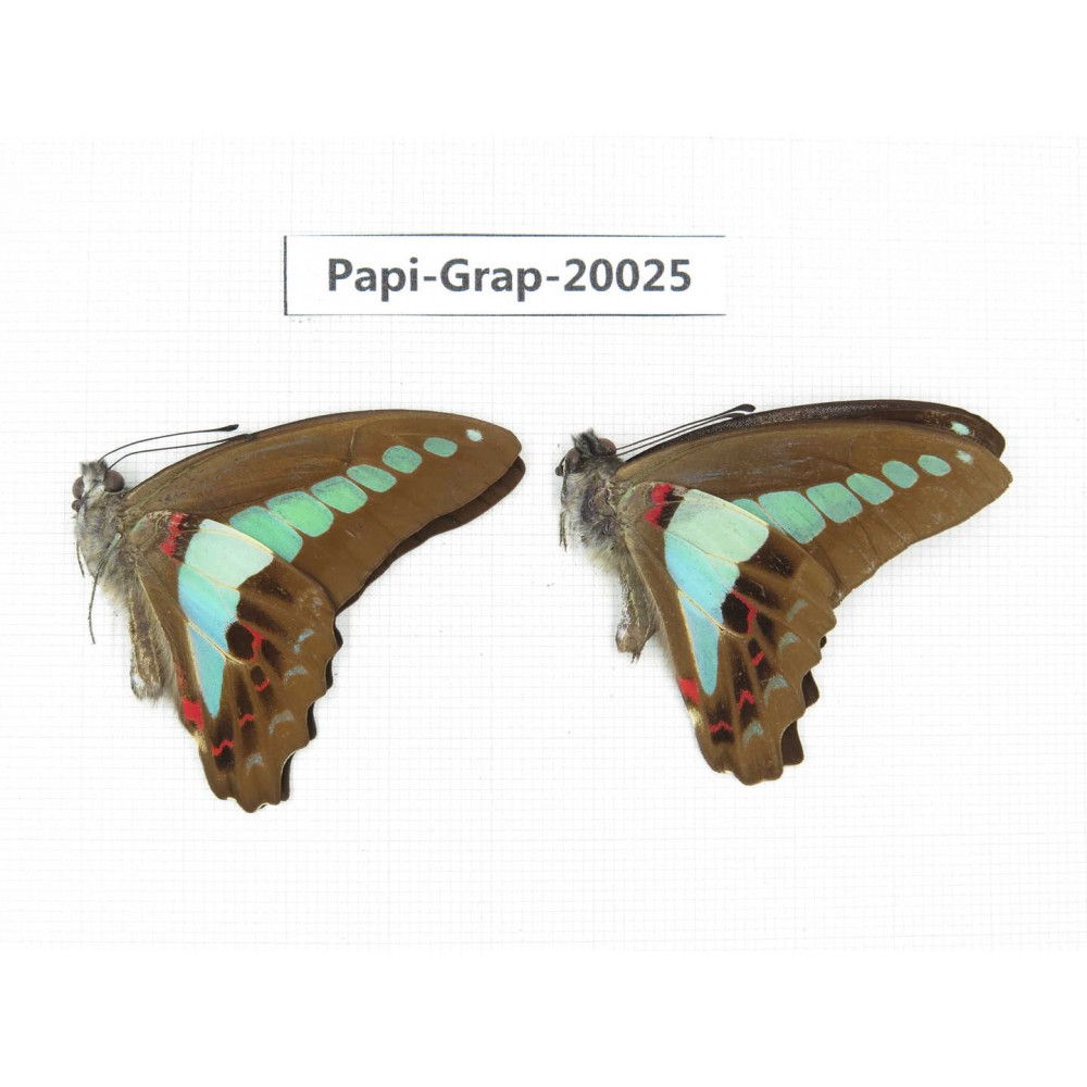 Graphium sarpedon sarpedon. China, Yunnan, Xishuangbanna, Mengla. 2M. Papi-Grap-20025.