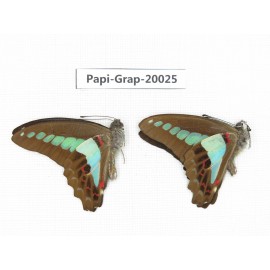 Graphium sarpedon sarpedon. China, Yunnan, Xishuangbanna, Mengla. 2M. Papi-Grap-20025.