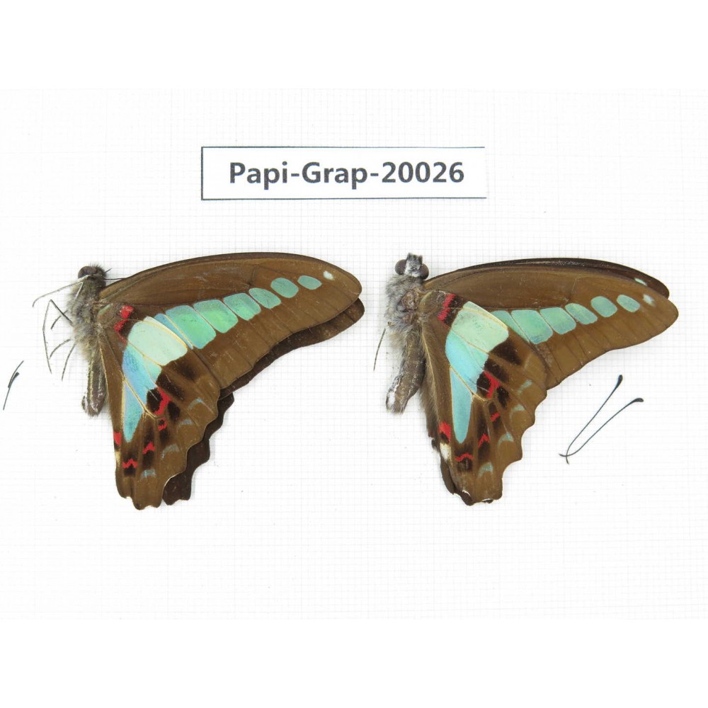 Graphium sarpedon sarpedon. China, Yunnan, Xishuangbanna, Mengla. 2M. Papi-Grap-20026.