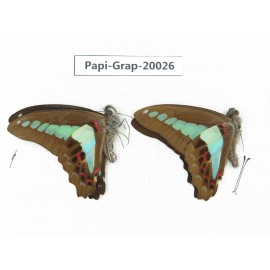 Graphium sarpedon sarpedon. China, Yunnan, Xishuangbanna, Mengla. 2M. Papi-Grap-20026.