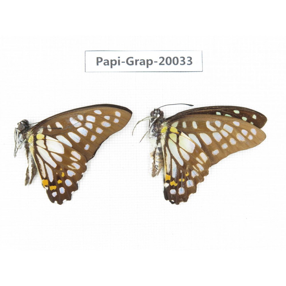 Graphium chironides chironides. China, Yunnan, Xishuangbanna, Mengla. 2M. Papi-Grap-20033.