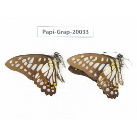 Graphium chironides chironides. China, Yunnan, Xishuangbanna, Mengla. 2M. Papi-Grap-20033.