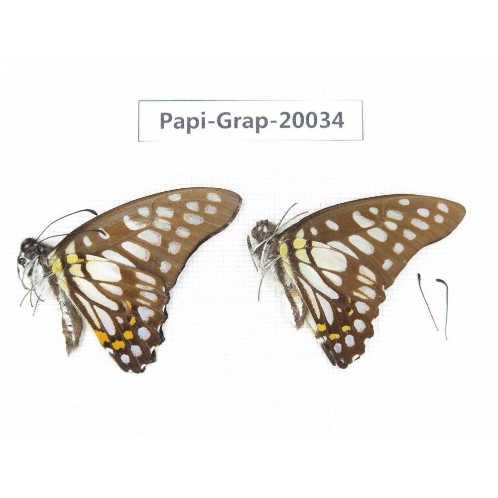 Graphium chironides chironides. China, Yunnan, Xishuangbanna, Mengla. 2M. Papi-Grap-20034.