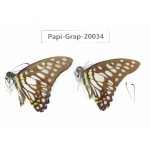 Graphium chironides chironides. China, Yunnan, Xishuangbanna, Mengla. 2M. Papi-Grap-20034.