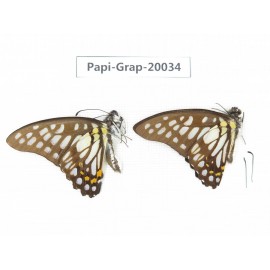 Graphium chironides chironides. China, Yunnan, Xishuangbanna, Mengla. 2M. Papi-Grap-20034.