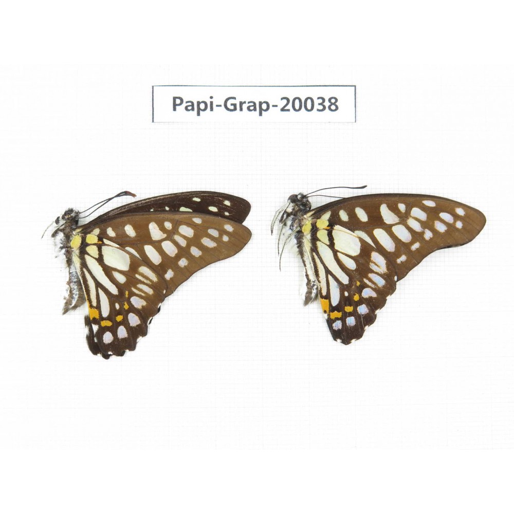 Graphium chironides chironides. China, Yunnan, Xishuangbanna, Mengla. 2M. Papi-Grap-20038.