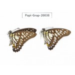 Graphium chironides chironides. China, Yunnan, Xishuangbanna, Mengla. 2M. Papi-Grap-20038.