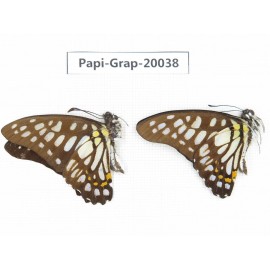 Graphium chironides chironides. China, Yunnan, Xishuangbanna, Mengla. 2M. Papi-Grap-20038.