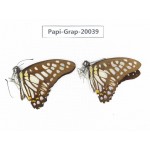 Graphium chironides chironides. China, Yunnan, Xishuangbanna, Mengla. 2M. Papi-Grap-20039.