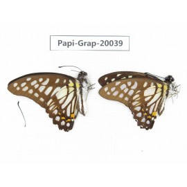 Graphium chironides chironides. China, Yunnan, Xishuangbanna, Mengla. 2M. Papi-Grap-20039.