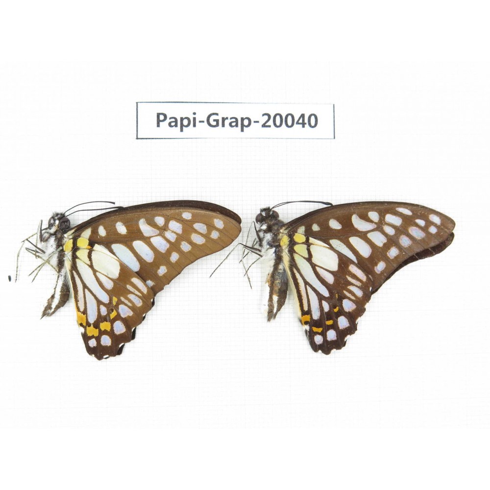 Graphium chironides chironides. China, Yunnan, Xishuangbanna, Mengla. 2M. Papi-Grap-20040.