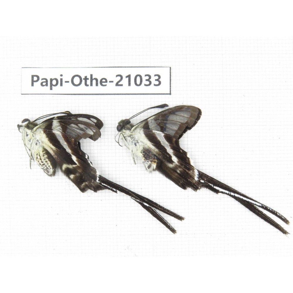 Lamproptera curius ssp. China, Guangxi, Guilin. 2M. Papi-Othe-21033.
