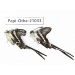 Lamproptera curius ssp. China, Guangxi, Guilin. 2M. Papi-Othe-21033.