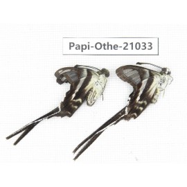 Lamproptera curius ssp. China, Guangxi, Guilin. 2M. Papi-Othe-21033.