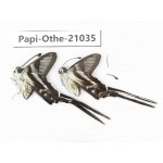 Lamproptera curius ssp. China, Guangxi, Guilin. 2M. Papi-Othe-21035.
