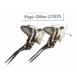 Lamproptera curius ssp. China, Guangxi, Guilin. 2M. Papi-Othe-21035.