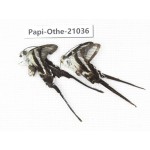 Lamproptera curius ssp. China, Guangxi, Guilin. 2M. Papi-Othe-21036.
