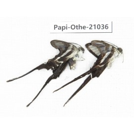Lamproptera curius ssp. China, Guangxi, Guilin. 2M. Papi-Othe-21036.