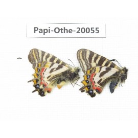Luehdorfia puziloi ssp. China, Heilongjiang, Mudanjiang. 1P. Papi-Othe-20055.
