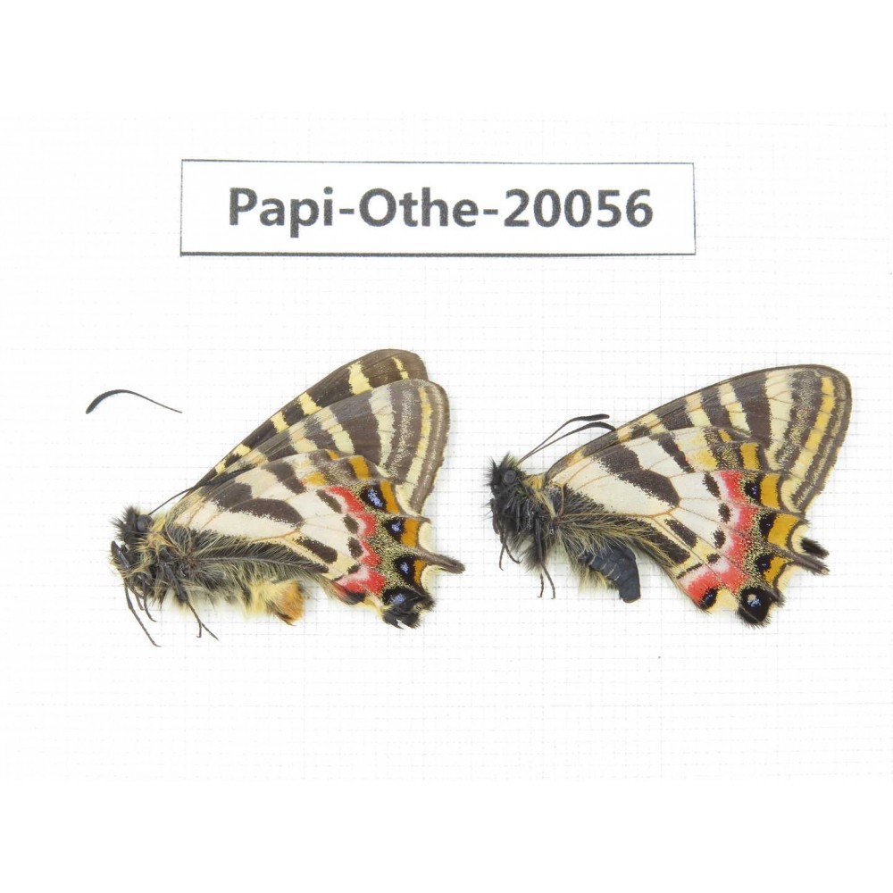 Luehdorfia puziloi ssp. China, Heilongjiang, Mudanjiang. 1P. Papi-Othe-20056.