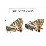 Luehdorfia puziloi ssp. China, Heilongjiang, Mudanjiang. 1P. Papi-Othe-20056.