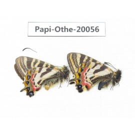 Luehdorfia puziloi ssp. China, Heilongjiang, Mudanjiang. 1P. Papi-Othe-20056.