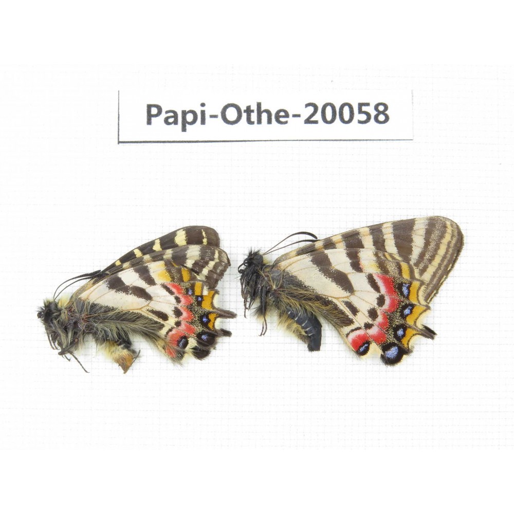 Luehdorfia puziloi ssp. China, Heilongjiang, Mudanjiang. 1P. Papi-Othe-20058.