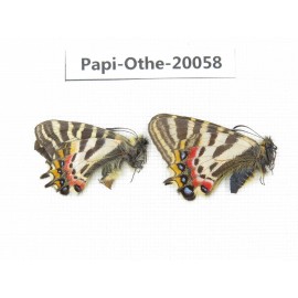Luehdorfia puziloi ssp. China, Heilongjiang, Mudanjiang. 1P. Papi-Othe-20058.