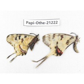 Sericinus montelus ssp. China, Henan, Xinyang. 2M. Papi-Othe-21222.